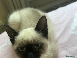 Siamese cats for sale - Advert 1