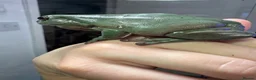 Frog reptiles for sale: 3 Whites tree frogs for sale  - Advert 4