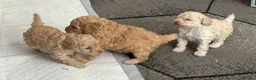 Toy Poodle dogs for sale: Toy Poodle puppy’s  - Advert 6