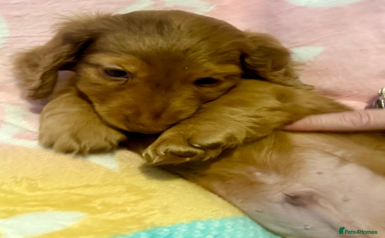 Miniature Dachshund dogs - Advert 1