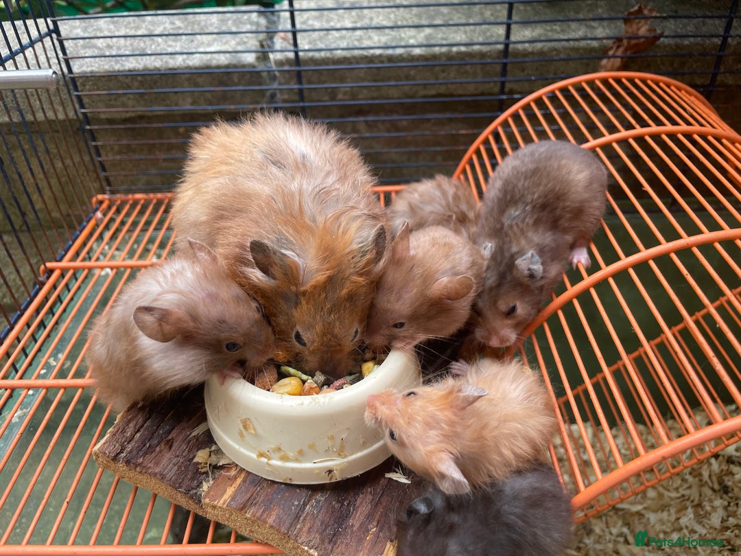 Hamster rodents for sale: Baby hamsters for sale  - Image 7