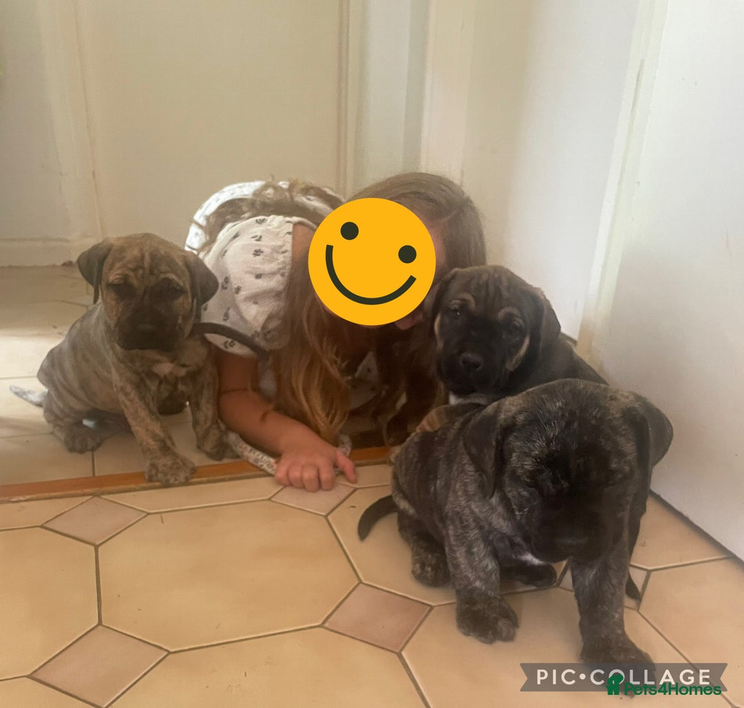 Boerboel dogs for sale: Boerboel puppies - Image 2