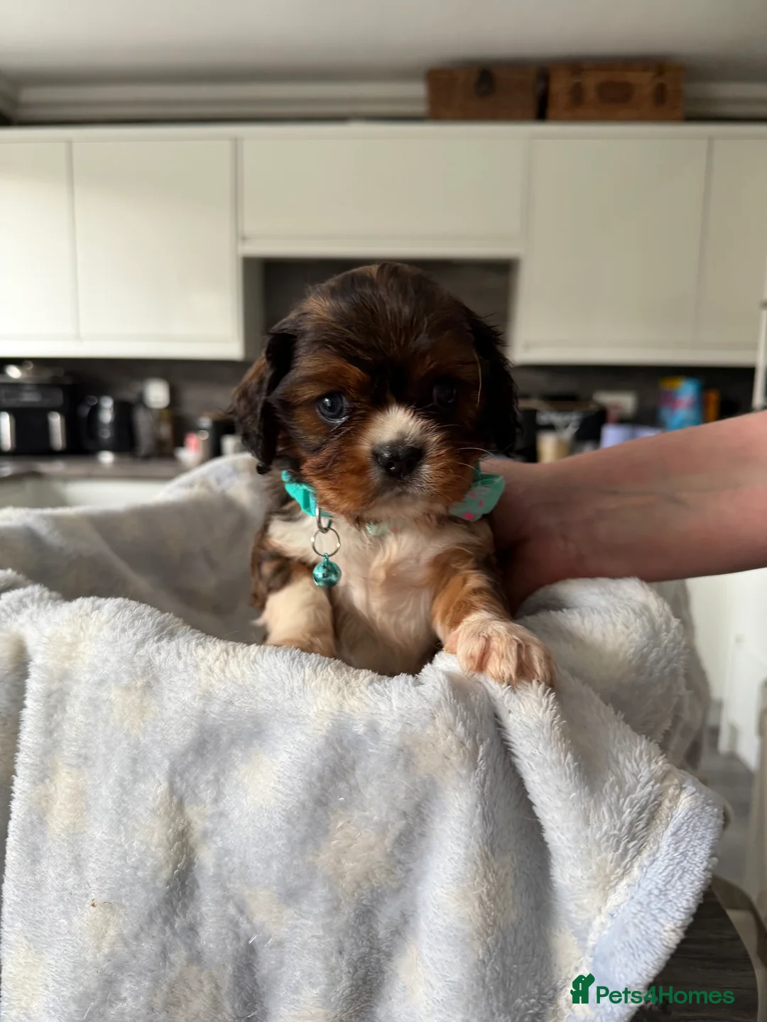 Cavalier King Charles Spaniel dogs for sale: Cavalier King Charles Spaniels Puppies for sale - Advert 6