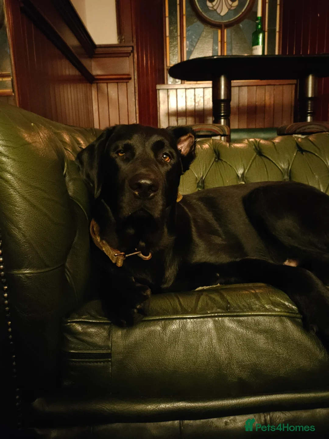 Labrador Retriever dogs for sale: Vinnie  - Advert 5