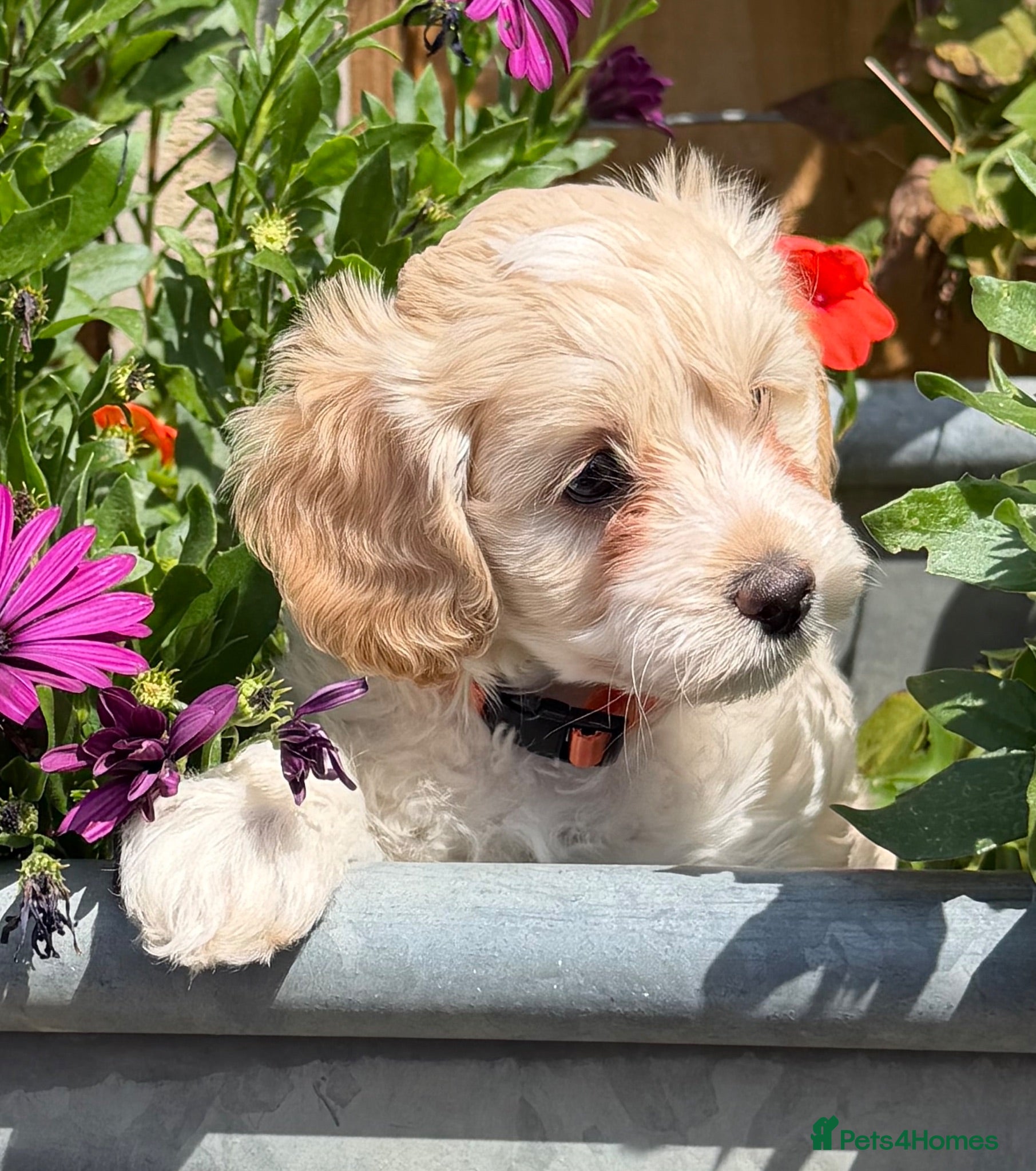 Cockapoo dogs Stunning F1B Cockapoo puppies  - Advert 6