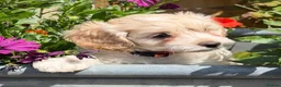 Cockapoo dogs for sale: Stunning F1B Cockapoo puppies  - Advert 19
