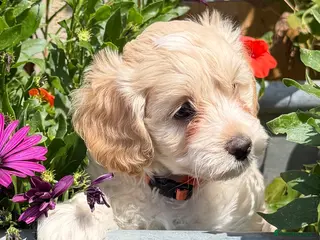 Cockapoo dogs Stunning F1B Cockapoo puppies - Advert 6