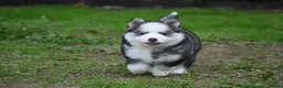 Pomsky dogs for sale: Genuine Celtic Star F3 Pomskies Available  - Advert 9