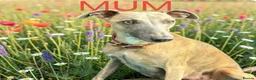 Whippet dogs for sale: KC Whippet Puppies  - Advert 2