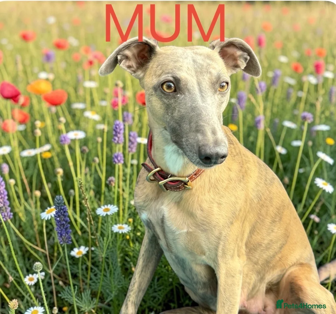 Whippet dogs for sale: KC Whippet Puppies  - Advert 2