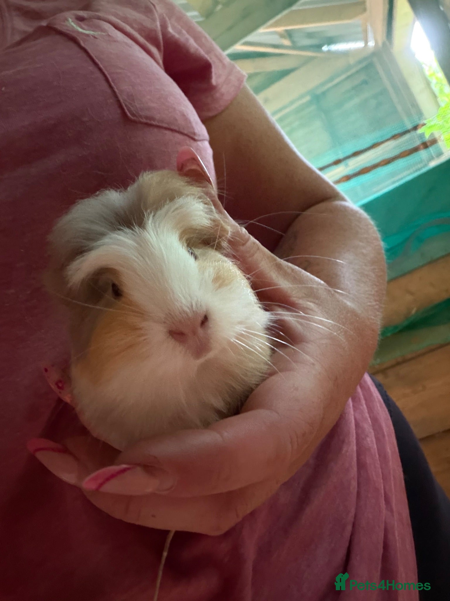 Guinea Pig rodents Baby boy guinea pigs.  - Advert 19