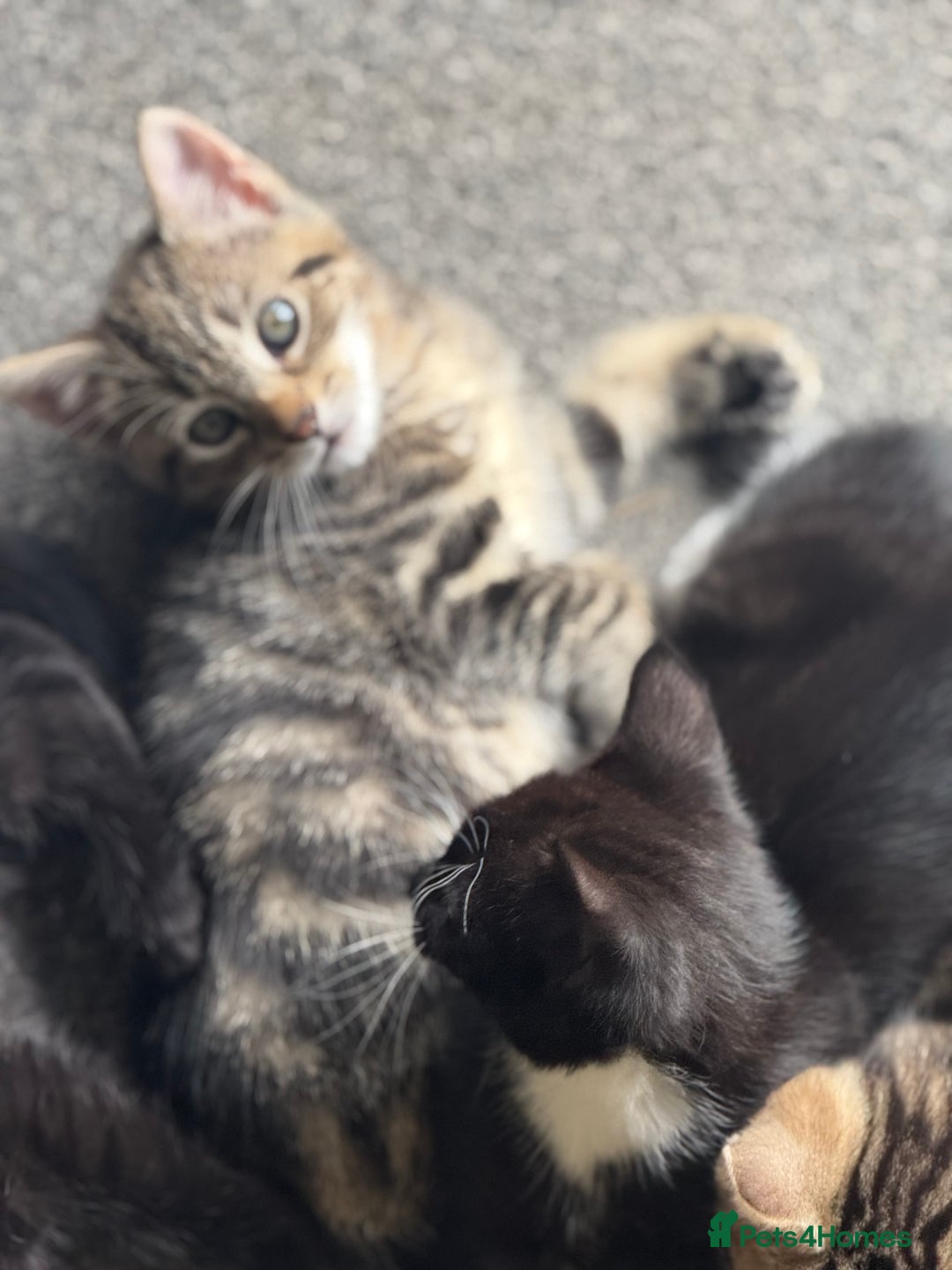 British Shorthair cats for sale: Kittens for Sale - Image 2