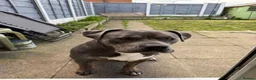 American Bully dogs for sale: Fendi in Manchester - Advert 3