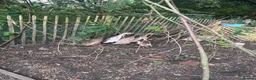 Ducks poultry for sale: 5 female ducks  in Petersfield - Advert 11
