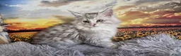 Maine Coon cats for sale: Stunning registered Maine Coon kittens - Advert 17