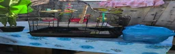 Budgerigars birds for sale:     Budgies & Quail Chicks + Cage - Advert 11
