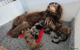 Miniature Dachshund dogs for sale: Stunning miniature longhaired Dachshund pups - Image 1