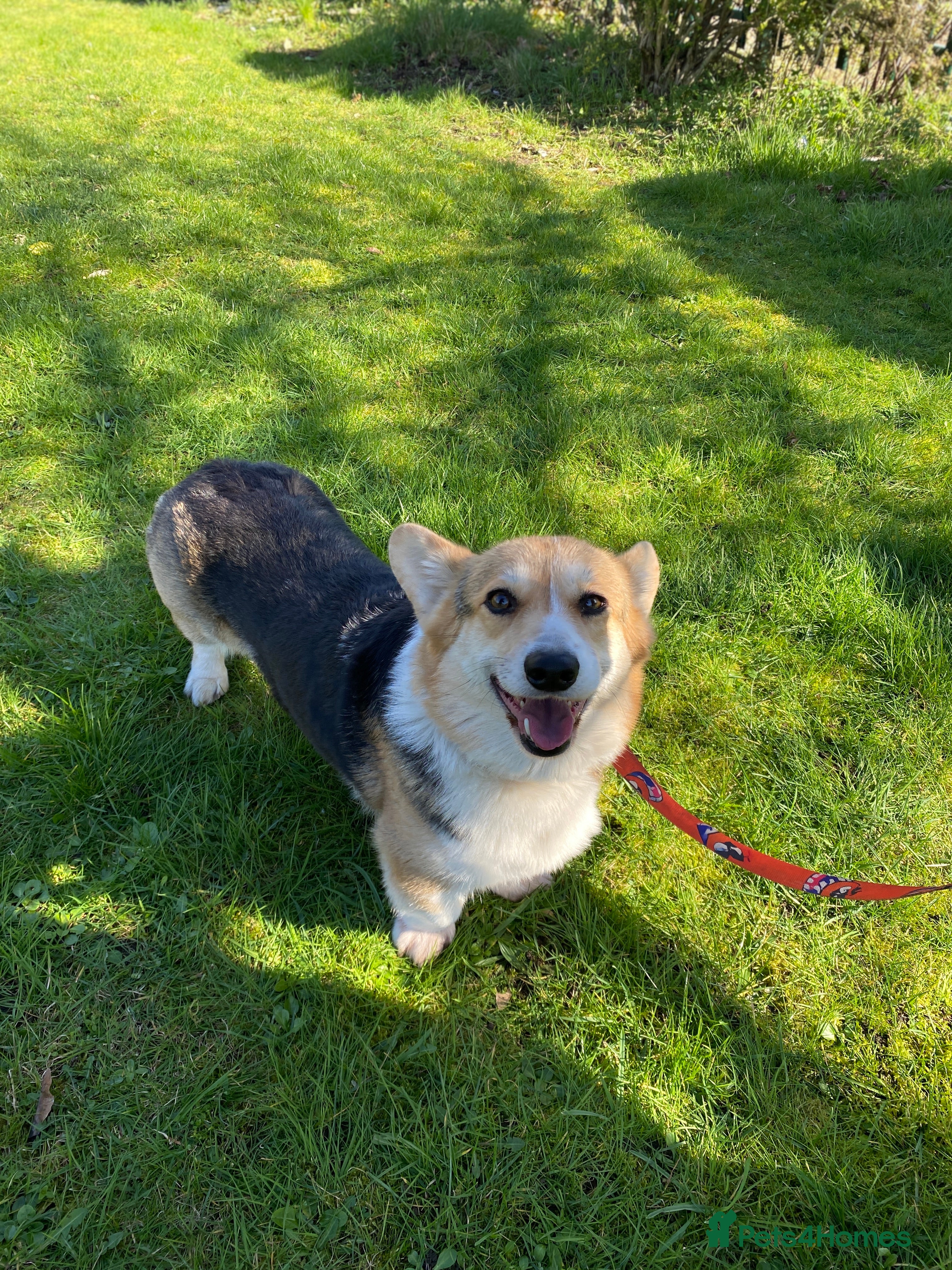 Welsh Corgi Pembroke dogs Welsh Corgi (Pembroke) - Advert 4