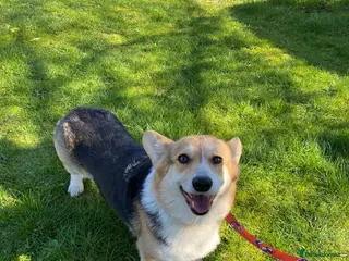 Welsh Corgi Pembroke dogs Welsh Corgi (Pembroke) - Advert 5