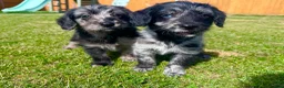Labradoodle dogs for sale: Beautiful Merle Labradoodle Babies 🐾🐾🐾 - Advert 12