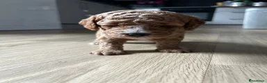 Cockapoo 1