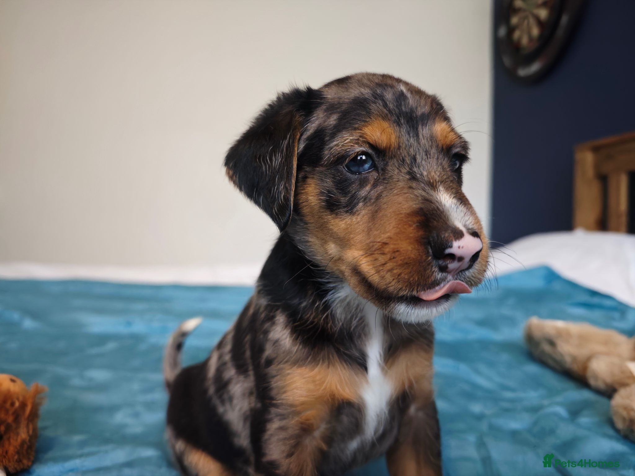 Mixed Breed dogs Loving Parsons Russell Cross Puppies  - Advert 17