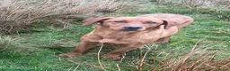 Labrador Retriever dogs for sale: Health Tested Working Labrador Pups - Advert 4