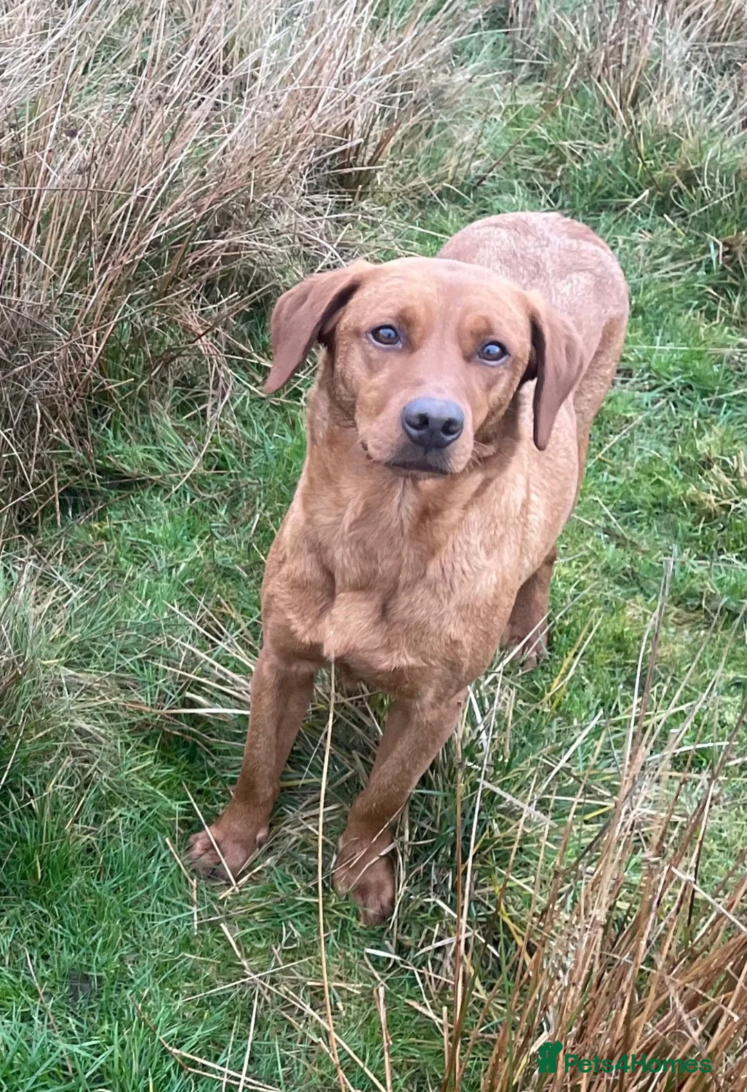 Labrador Retriever dogs for sale: Health Tested Working Labrador Pups - Advert 4