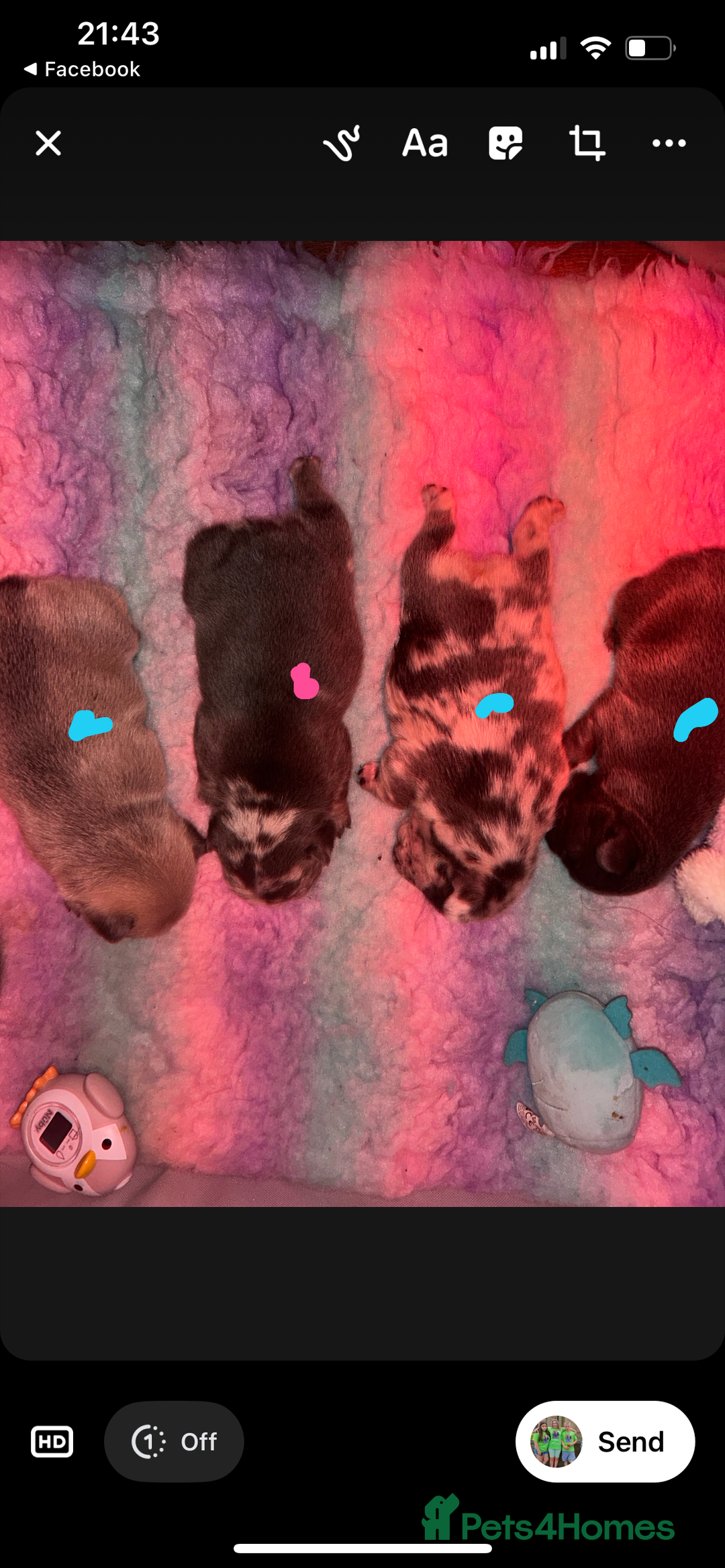 French Bulldog dogs for sale: French bulldogs pedigree - Advert 7