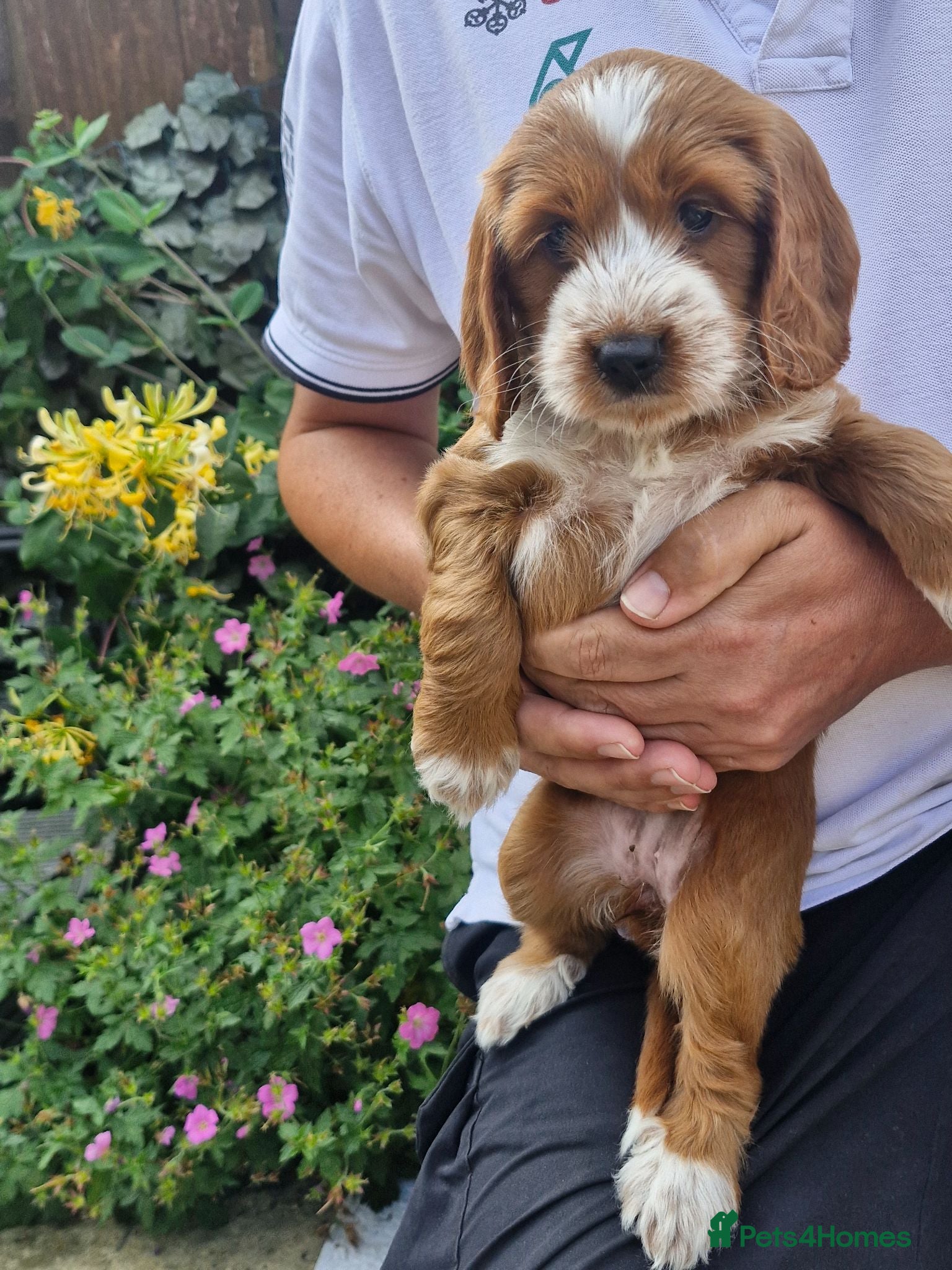 Cockapoo dogs Beautiful Cockapoo Puppies - Advert 2