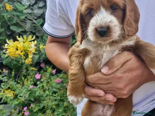Cockapoo dogs Beautiful Cockapoo Puppies - Advert 2