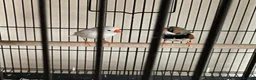 Finches birds for sale: Breeding pair of Zebra Finch in Wednesbury - Advert 1