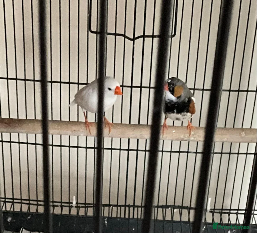 Finches birds for sale: Breeding pair of Zebra Finch in Wednesbury - Advert 1