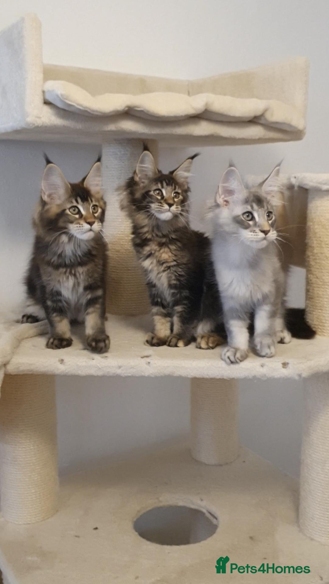 Maine Coon cats 🌟TICA🌟 reg pure maine coons - Advert 1