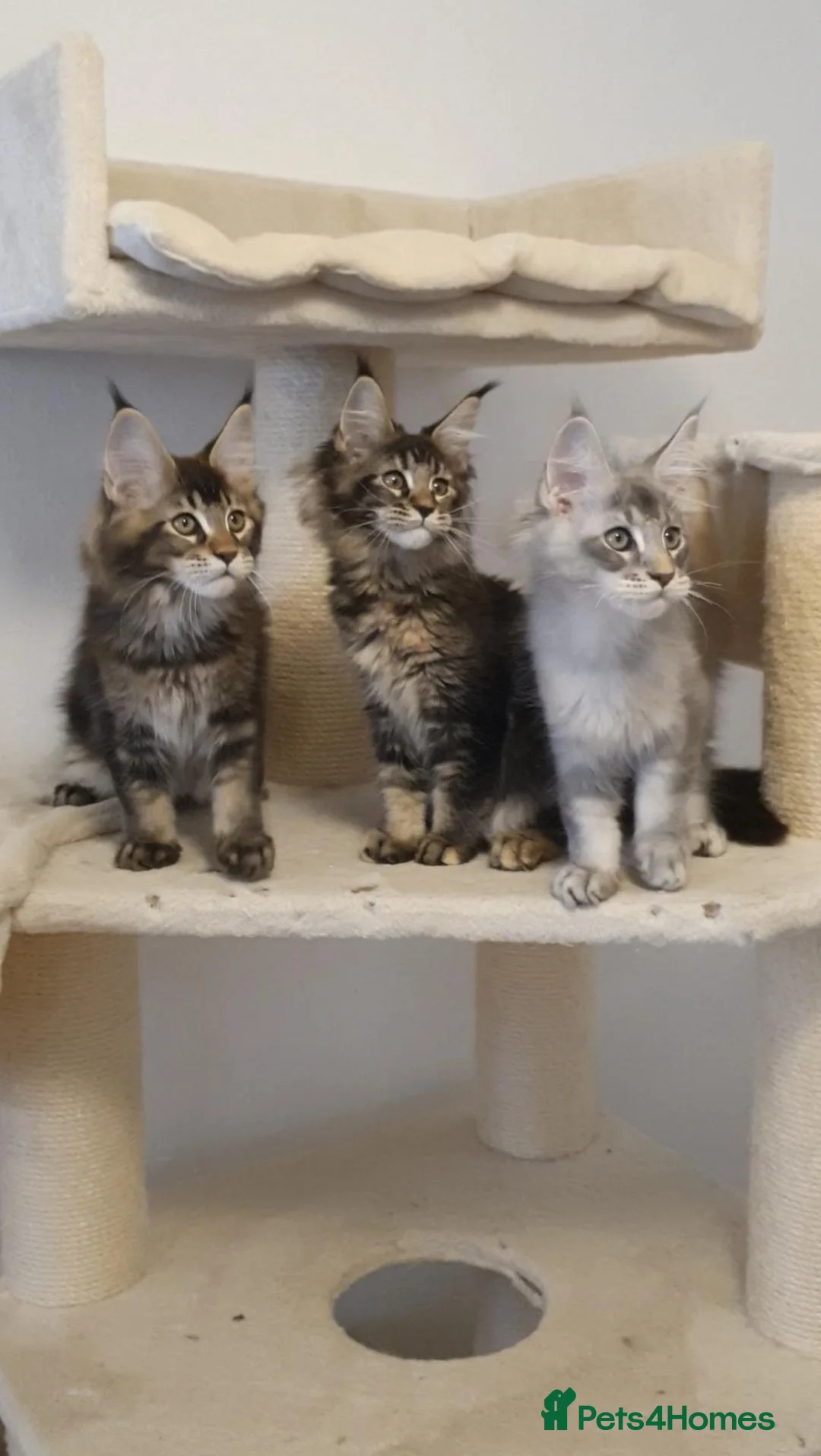 Maine Coon cats for sale: 🌟TICA🌟 reg pure maine coons - Advert 1