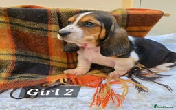 Basset Hound dogs for sale: Stunning Bassett Hound puppies - Image 3