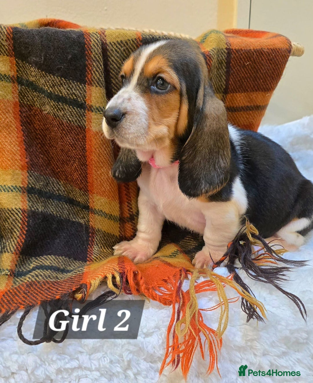 Basset Hound dogs for sale: Stunning Bassett Hound puppies - Image 3