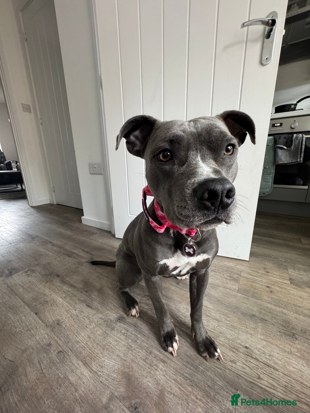 Staffordshire Bull Terrier dogs for sale: Rehoming, please read below. - Advert 21
