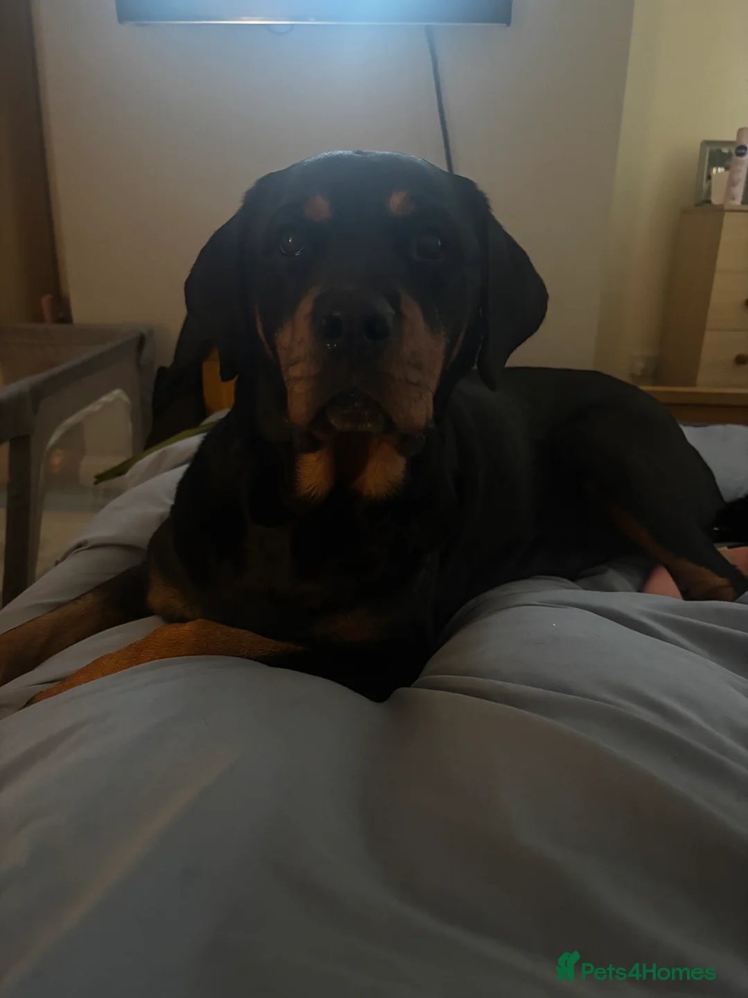 Rottweiler dogs for sale: Rottweiler puppy ONE girl left  - Advert 6