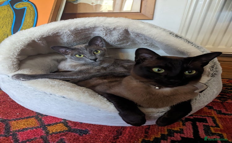 Burmese cats - Advert 1