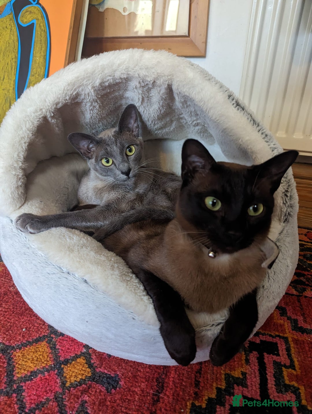 Burmese cats for sale: Exquisite Tonkdolls - Image 1