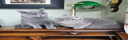 British Shorthair cats for sale: Beautiful adorable BSH blue kittens - Advert 8