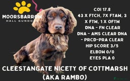 Cocker Spaniel dogs for sale: KC Reg Health Tested Working Cocker Spaniels - Image 28