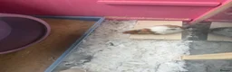 Hamster rodents for sale: Syrian hamster free to a good home  - Advert 24
