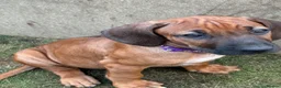 Rhodesian Ridgeback dogs for sale: Rhodesian Ridgeback puppies, health tested kc reg - Advert 14