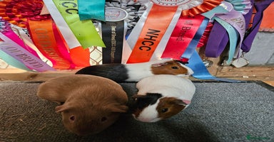 Guinea Pig rodents - Advert 2