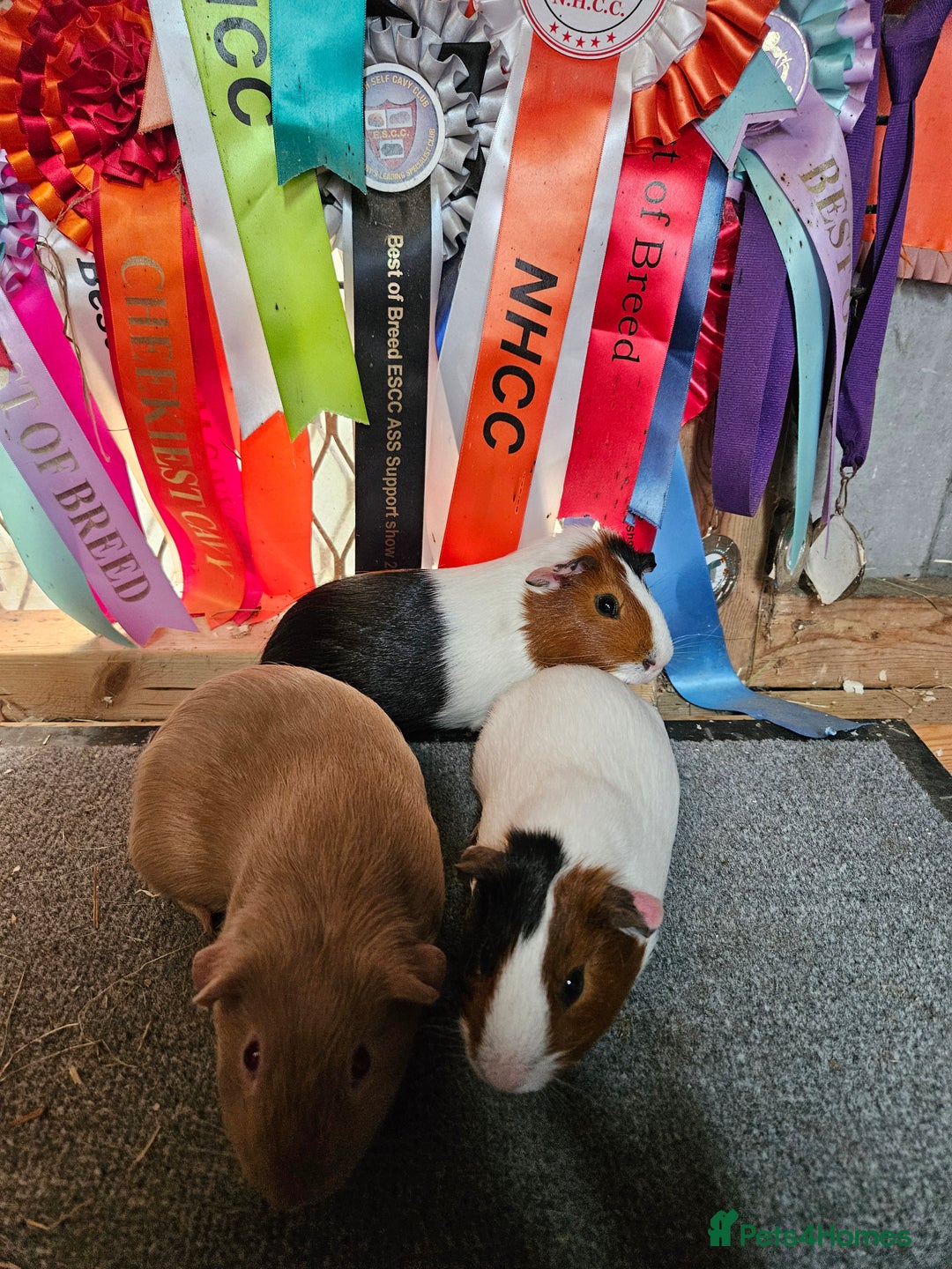 Guinea Pig rodents for sale: Baby boy guinea pigs £40 pair - Image 3