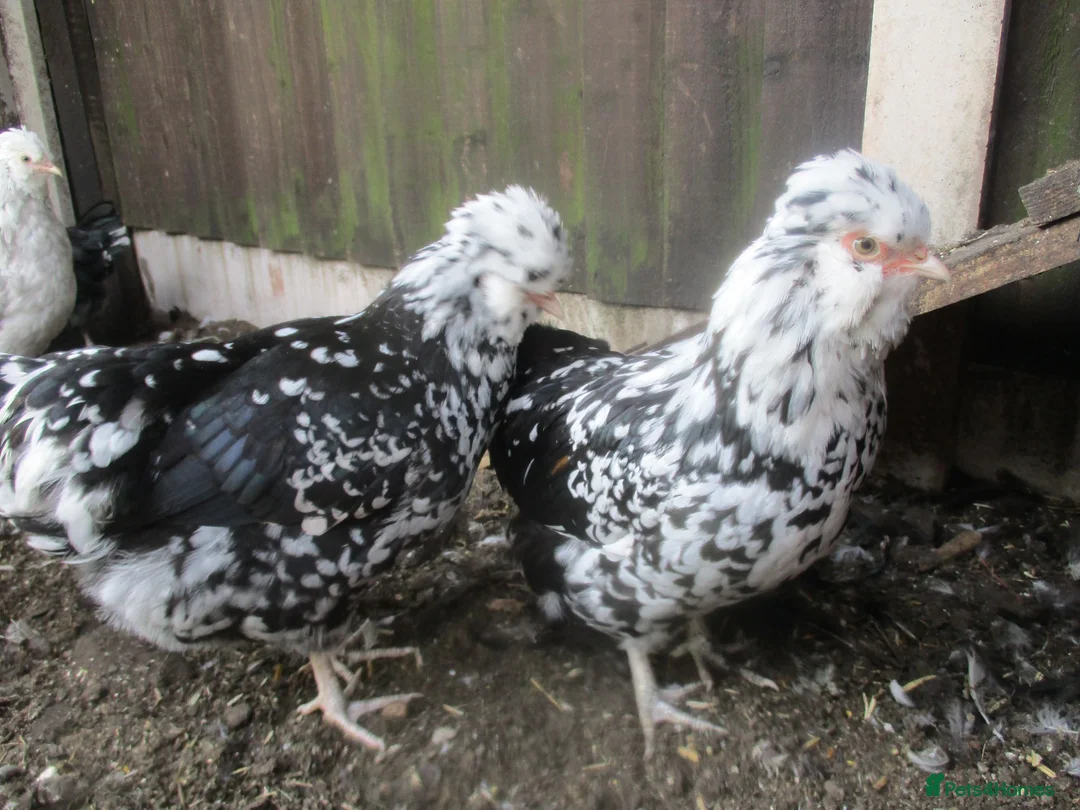 Chickens poultry for sale: hybrid Pekin/Araucana  Bantamss - Advert 1