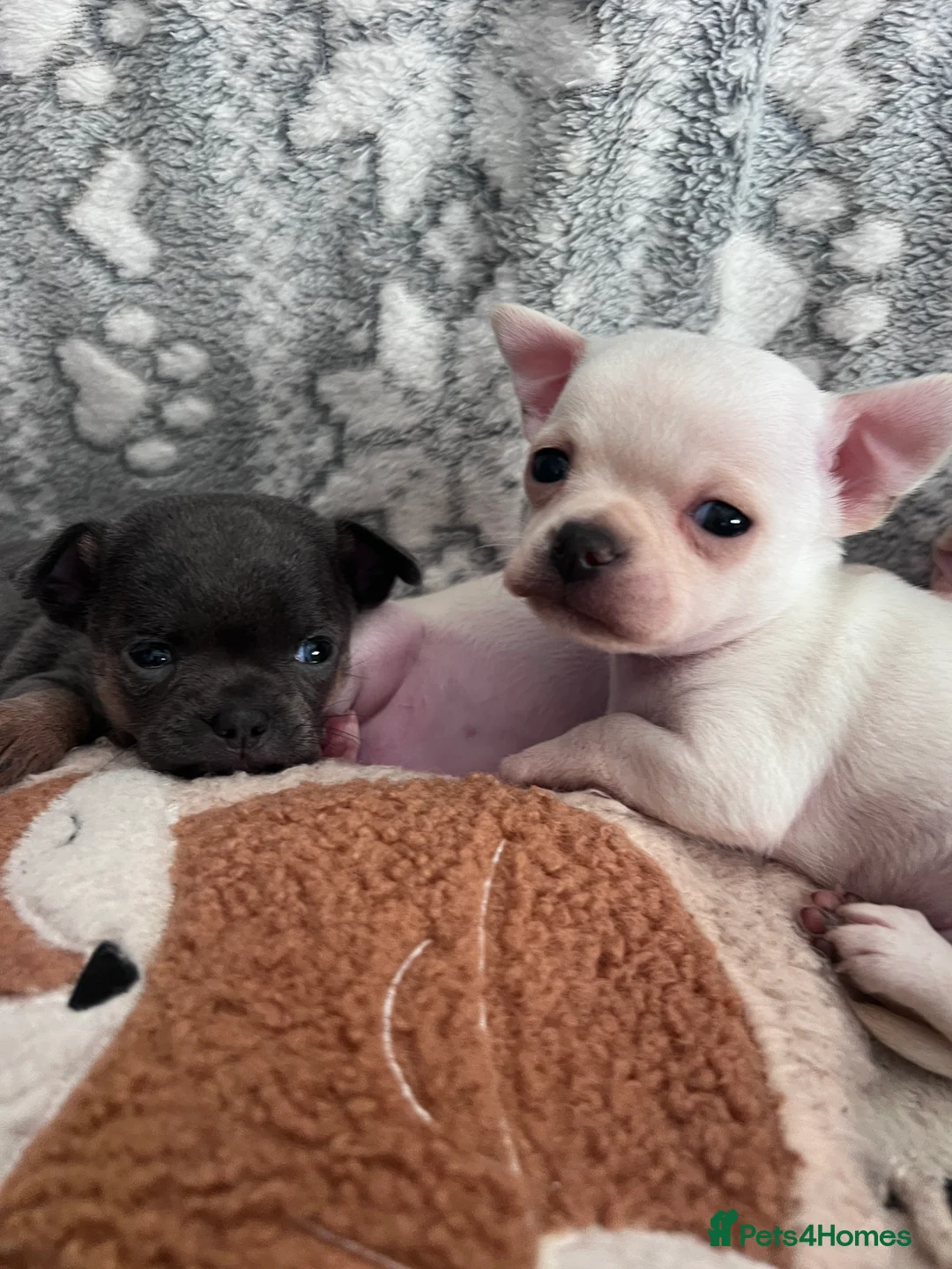 Chihuahua dogs for sale: Short coat chihuahuas available 🐾💓🐶 - Advert 9