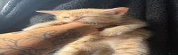 Mixed Breed cats for sale: Beautiful litter of kittens  - Advert 9